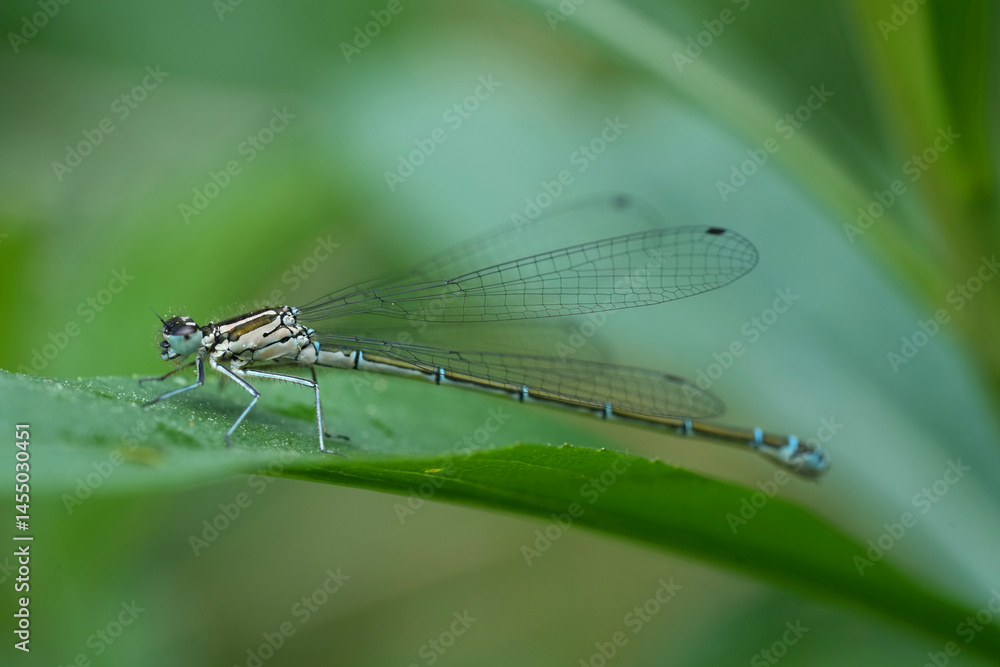 Closeup on a female Common azure blue damselfly or bluet, Coenagrion puella Closeup on a female Common azure blue damselfly or bluet, Coenagrion puella