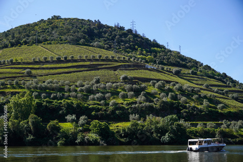 Picturesque Douro Valley Vineyard Terraces with River Boat