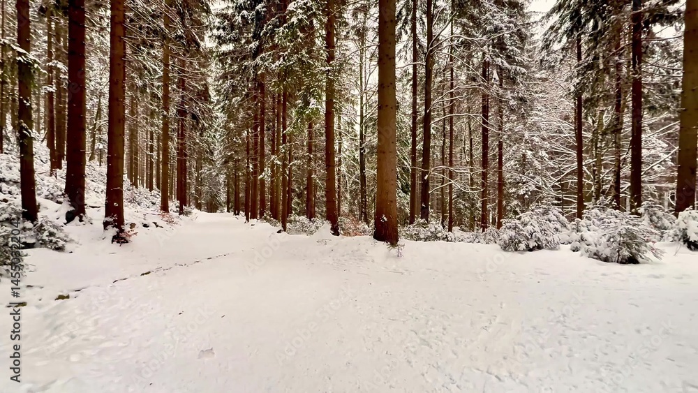 Snow-covered spruce forest. Panoramic view Snow-covered spruce forest. Panoramic view