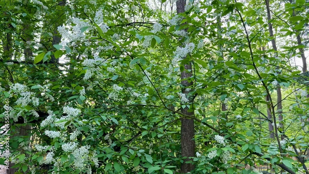 Fototapeta premium A Lush Green Forest filled with Blooming Flowers and Vibrant Wildlife for Exploration