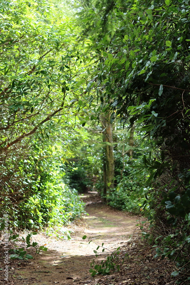 Obraz premium Path through a woodland in spring