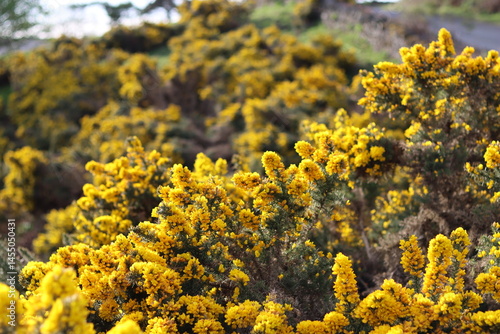 Bright yellow gorse flowers in sun