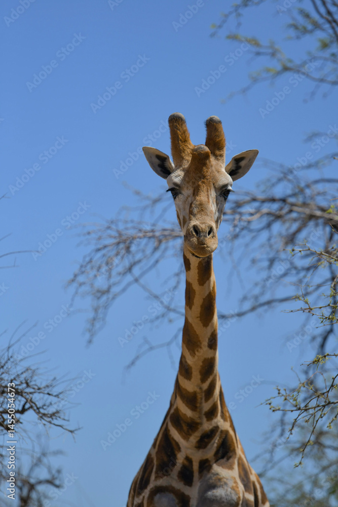 Fototapeta premium Tall harmless elegant African giraffe makes for a striking mammal