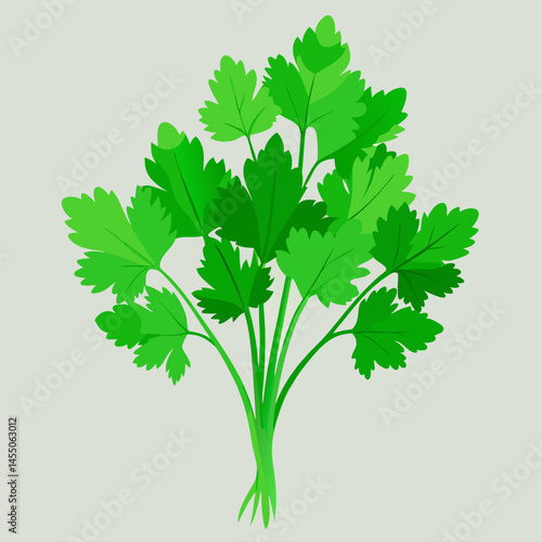 parsley isolated on white