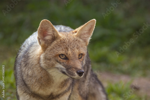 young fox walking on the backyard patio