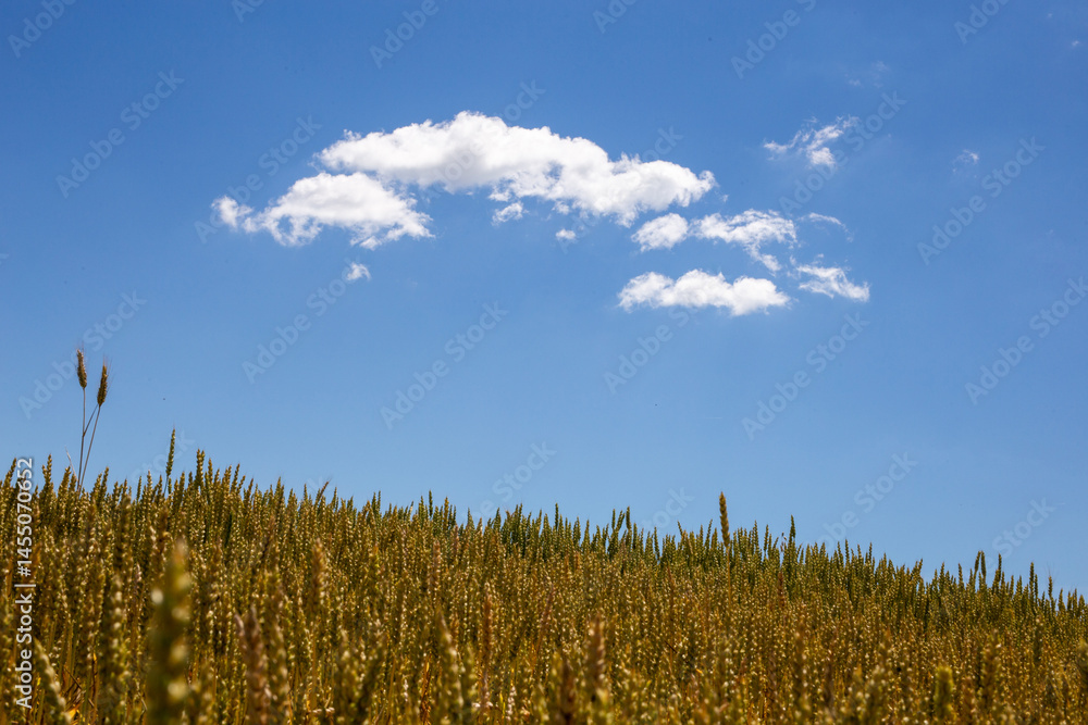 A vast field of ripe, golden wheat stretches under a clear blue sky dotted with fluffy white clouds on a sunny day. A vast field of ripe, golden wheat stretches under a clear blue sky dotted with fluffy white clouds on a sunny day.