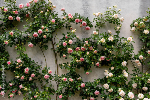 Pink climbing roses flourish against a weathered stone wall, creating a romantic and natural floral display.