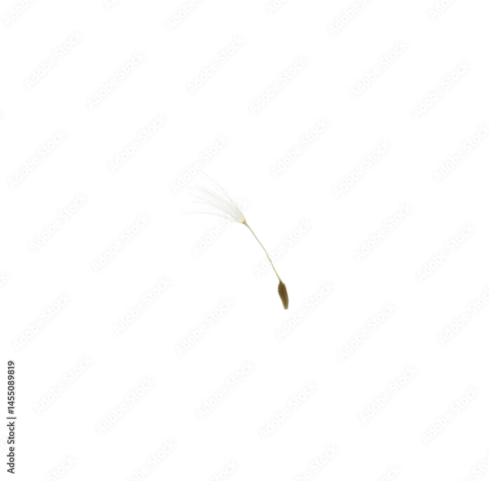 One beautiful dandelion seed isolated on white One beautiful dandelion seed isolated on white