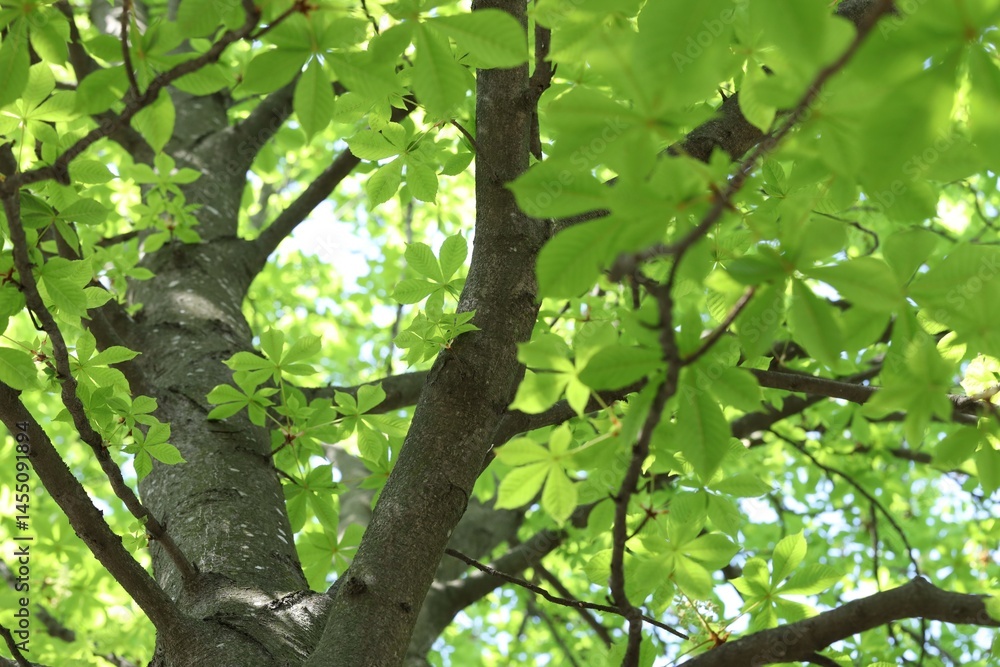 Obraz premium Beautiful tree crown with green leaves as background, low angle view