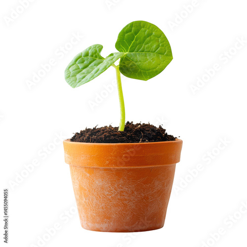 Small plant with leaves in a pot on transparent background