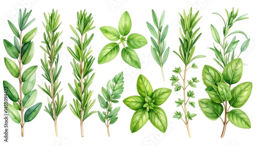 Watercolor Culinary Herbs: Rosemary, Thyme, Basil, Oregano Collection