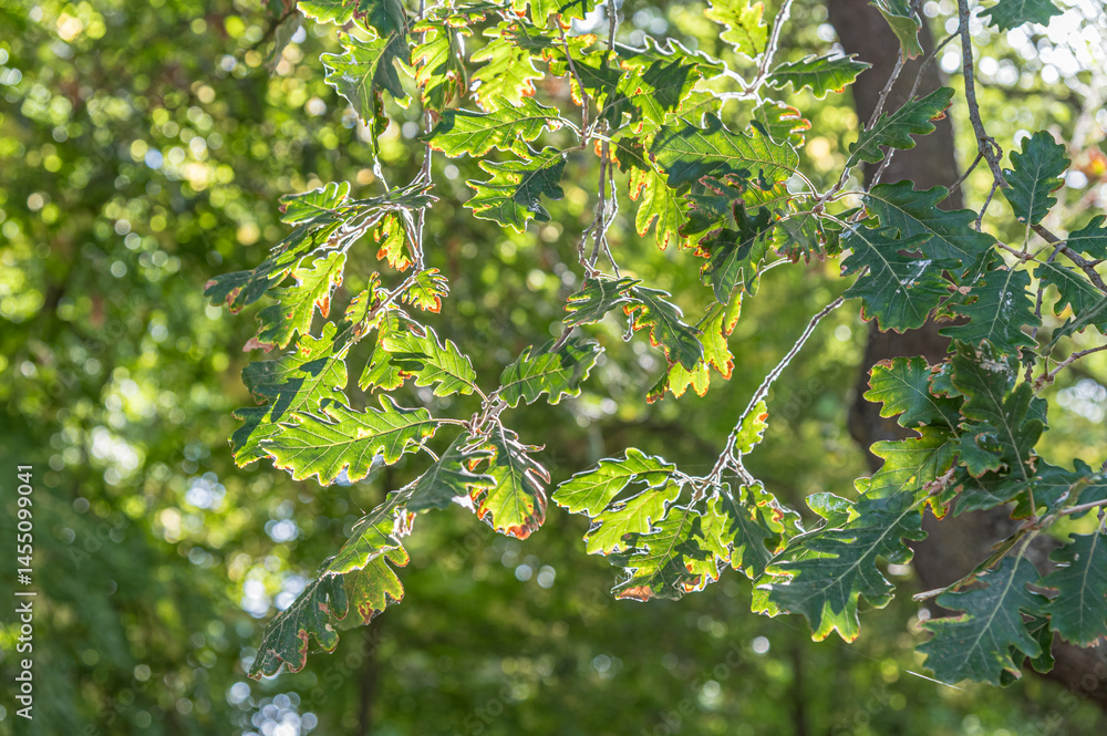 Oak branches in autumn Oak branches in autumn