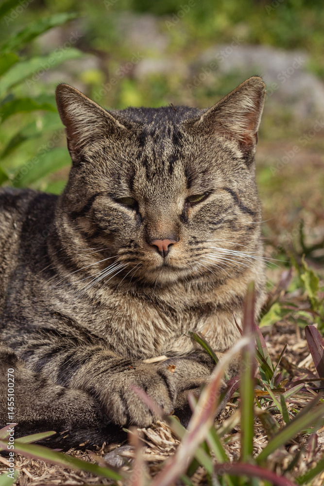 Obraz premium gray cat lying relaxed on the grass
