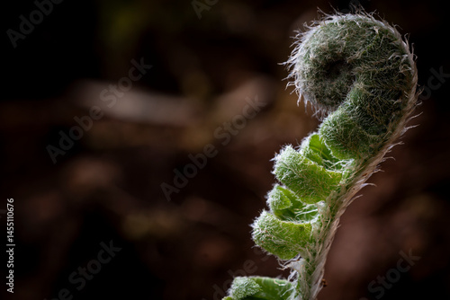 close up of fern