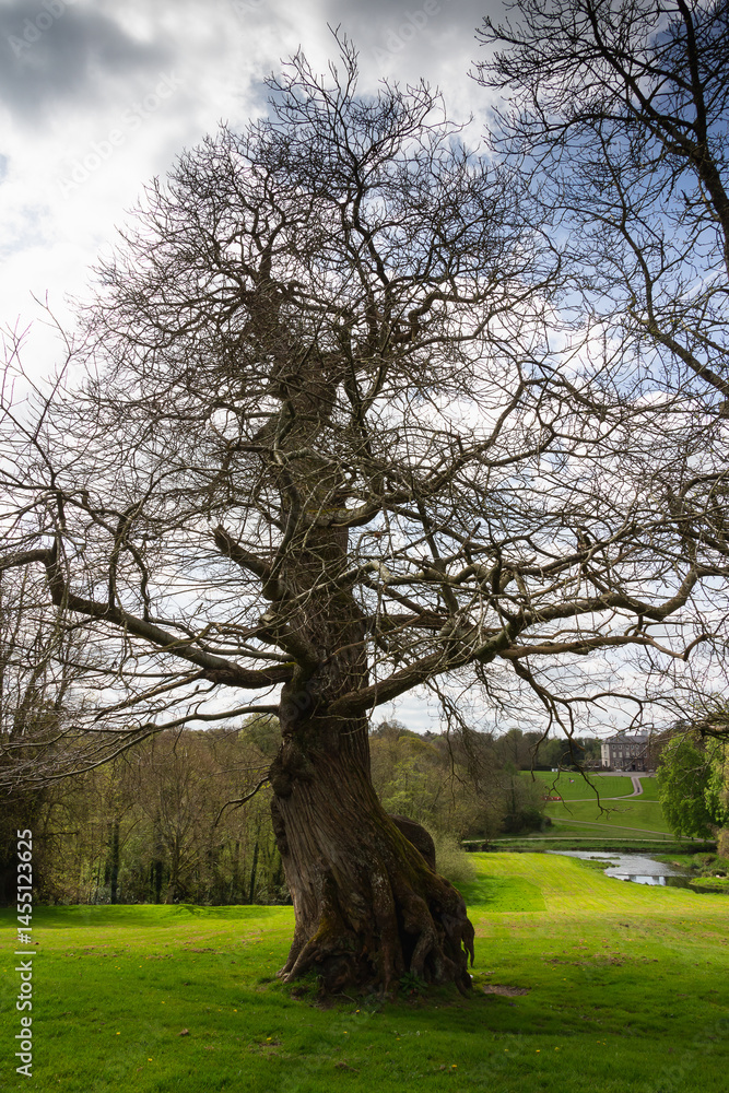Obraz premium Spring in Dublin. Nature and architecture. High resolution photo.