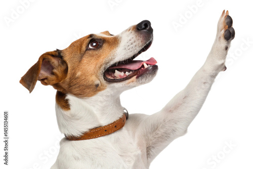 Funny dog with raised high paw showing high five gesture, isolated on transparent background - generated by ai