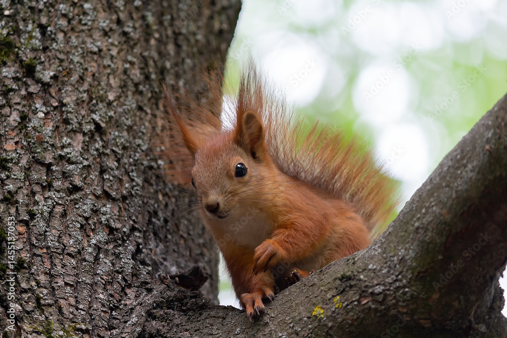 Red squirrel sits on a tree Red squirrel sits on a tree