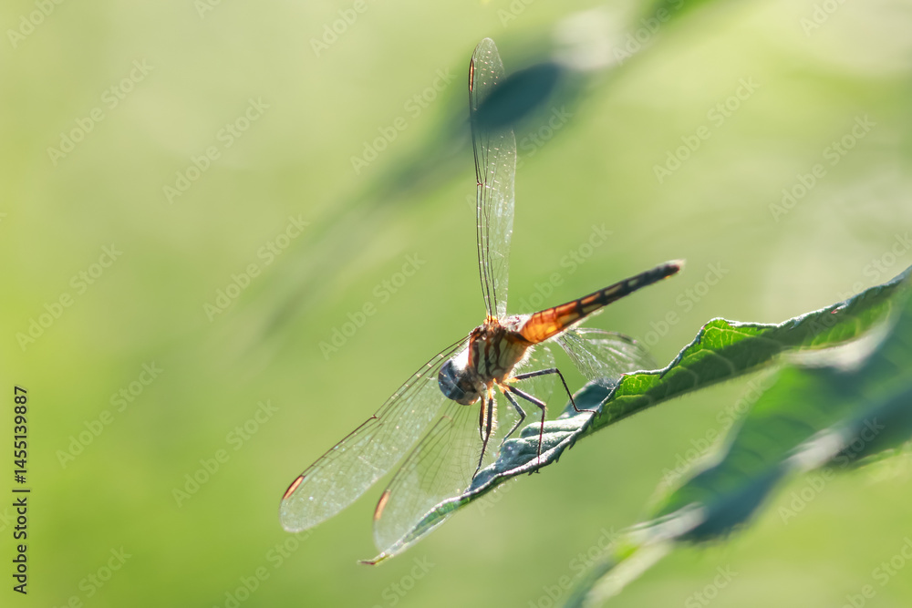 Close up view of Dragonfly on a leaf backlit with sun light with shallow depth of field. Close up view of Dragonfly on a leaf backlit with sun light with shallow depth of field.