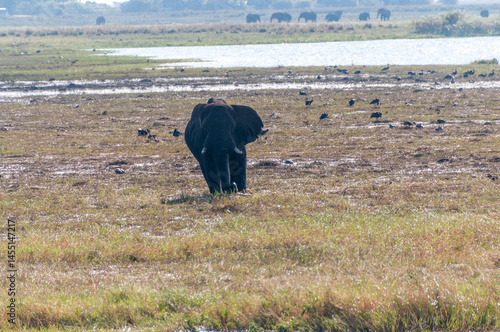 Telephoto shot of one giant African Elephant -Loxodonta Africana- grazing on the banks of the Chobe river, Botswana