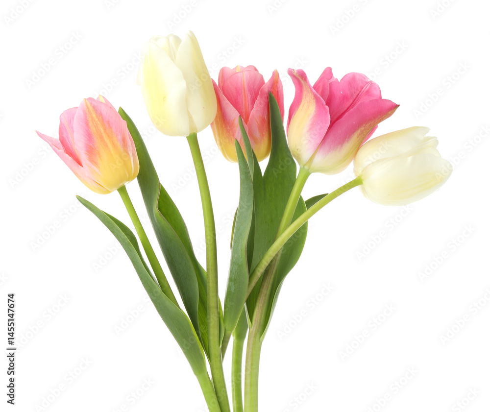 Many beautiful colorful tulips isolated on white Many beautiful colorful tulips isolated on white
