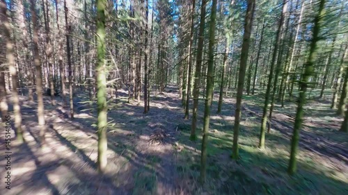 fpv drone flying fast and high in pine trees on a sunny spring day in Vosges forest