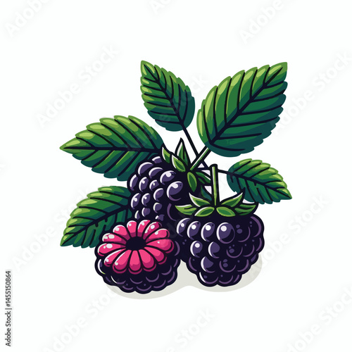 berry, food, fruit, blackberry, sweet, ripe, fresh, organic, natural, healthy, marionberry, dessert, juicy, background, isolated, summer, leaf, black, red, green, freshness, raw, closeup, bramble, ill
