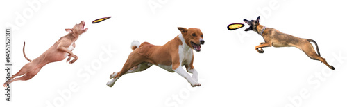 Three athletic dogs leaping mid-air to catch flying frisbees