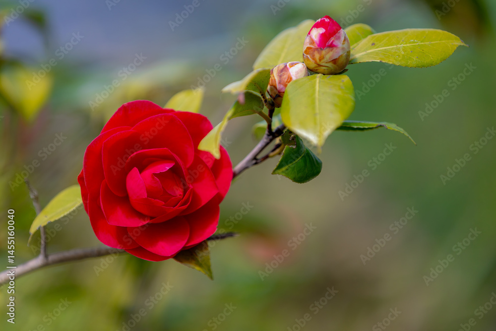 Fototapeta premium Selective focus of Camellia japonica with green leaves in the garden, Red japanese camellia flowers or the rose of winter, Flowering plant genus in the family Theaceae, Natural floral background.