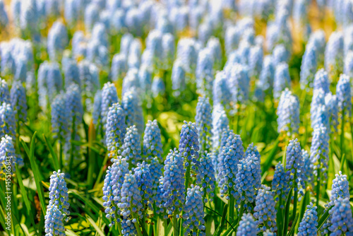 Selective focus of light blue flowers Grape hyacinth (Druifhyacint) in the garden, Muscari is a genus of perennial bulbous plants, Common name for the genus is grape hyacinth, Nature floral background