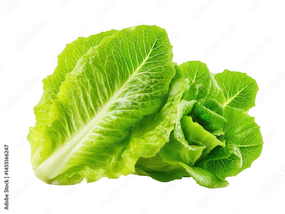 Fresh romaine lettuce leaves cut and arranged on a transparent background ready for culinary use or as a salad ingredient providing a vibrant green color and crisp texture Fresh romaine lettuce leaves cut and arranged on a transparent background ready for culinary use or as a salad ingredient providing a vibrant green color and crisp texture