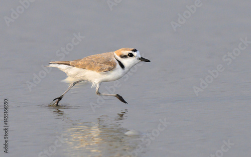 Photography Snowy plover (Anarhynchus nivosus) running at the ocean beachduring migration, Galveston, Texas, USA
