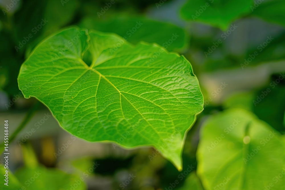 close up of green leaves close up of green leaves