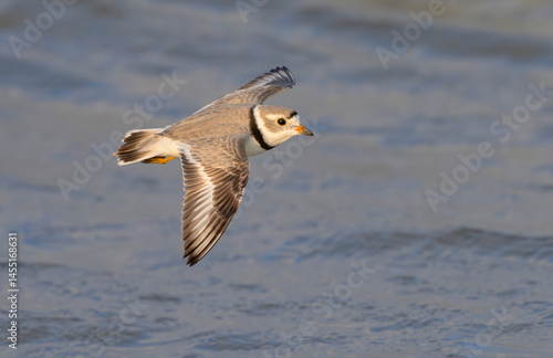 Piping plover (Charadrius melodus) in breeding plumage flying over ocean during the spring migration, Galveston, Texas, USA.