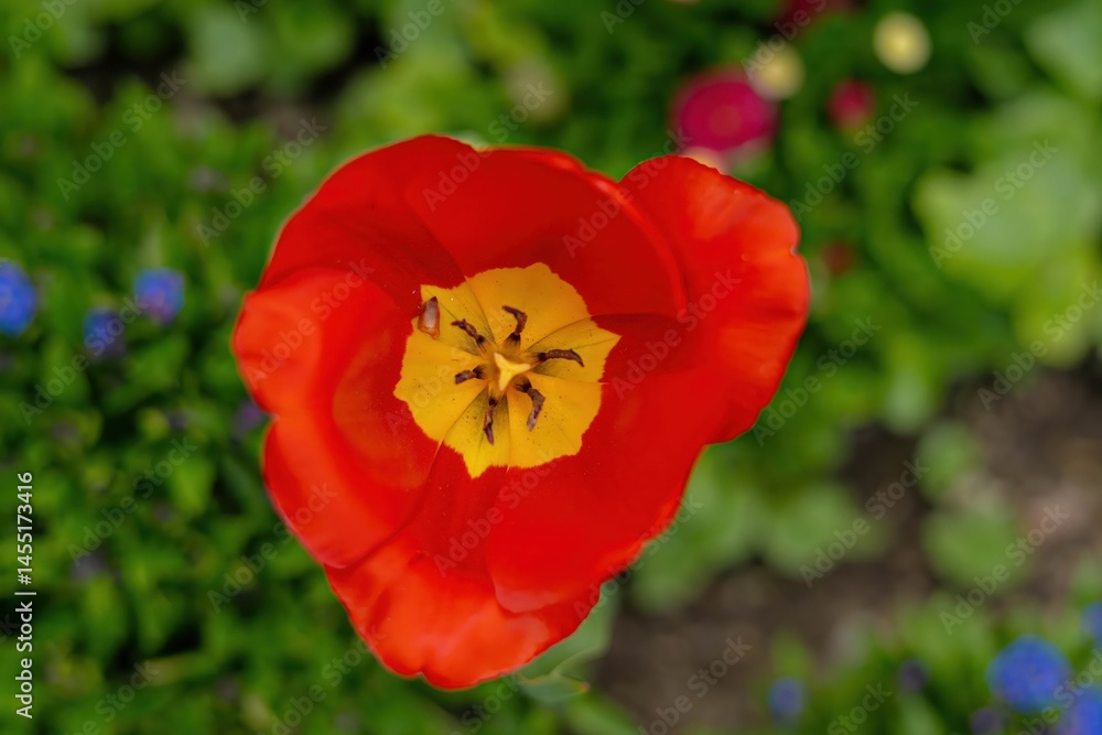 red poppy flower red poppy flower