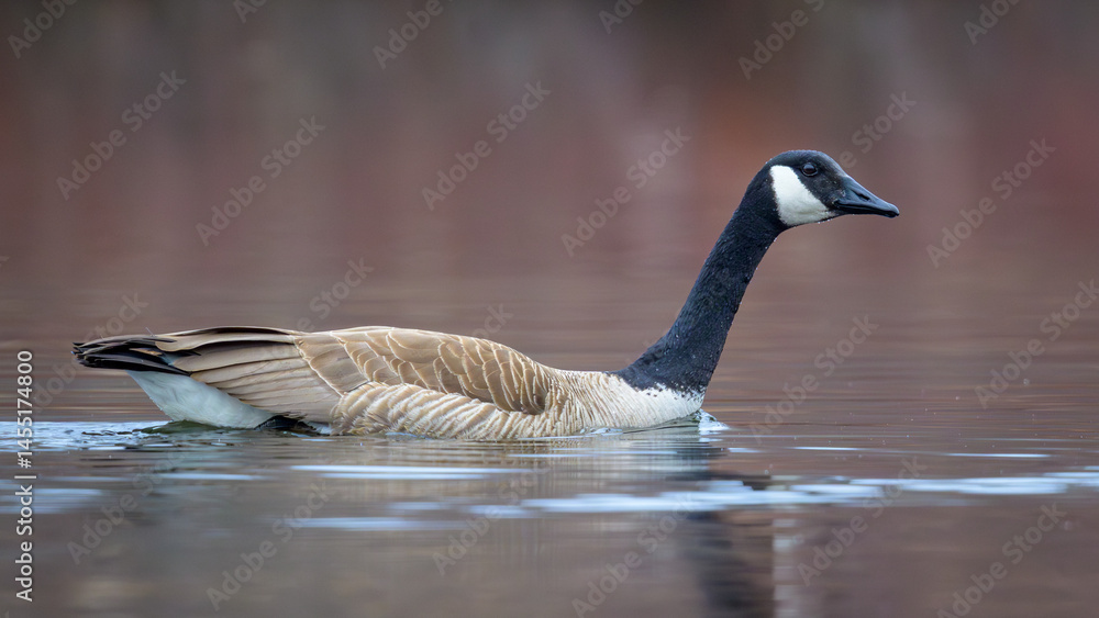 Fototapeta premium Canada Goose swimming with neck outstretched
