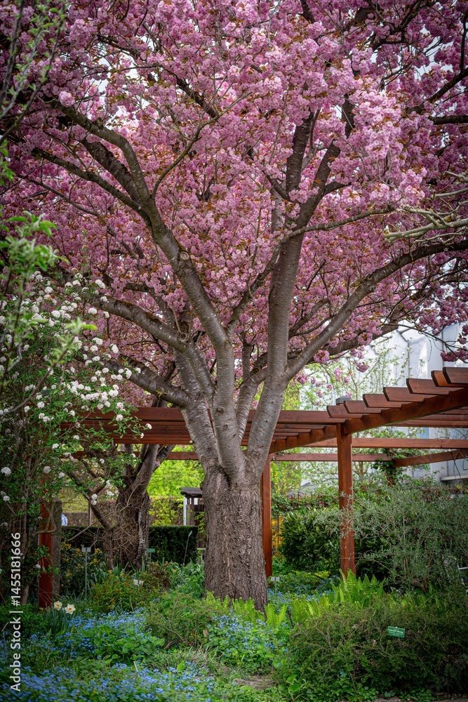 Naklejka premium japanese cherry tree