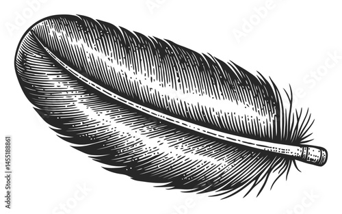 Detailed Illustration of a Single Feather in Vintage Style Design