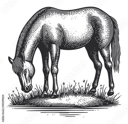 Vintage Engraving of a Grazing Horse in a Pastoral Landscape Scene
