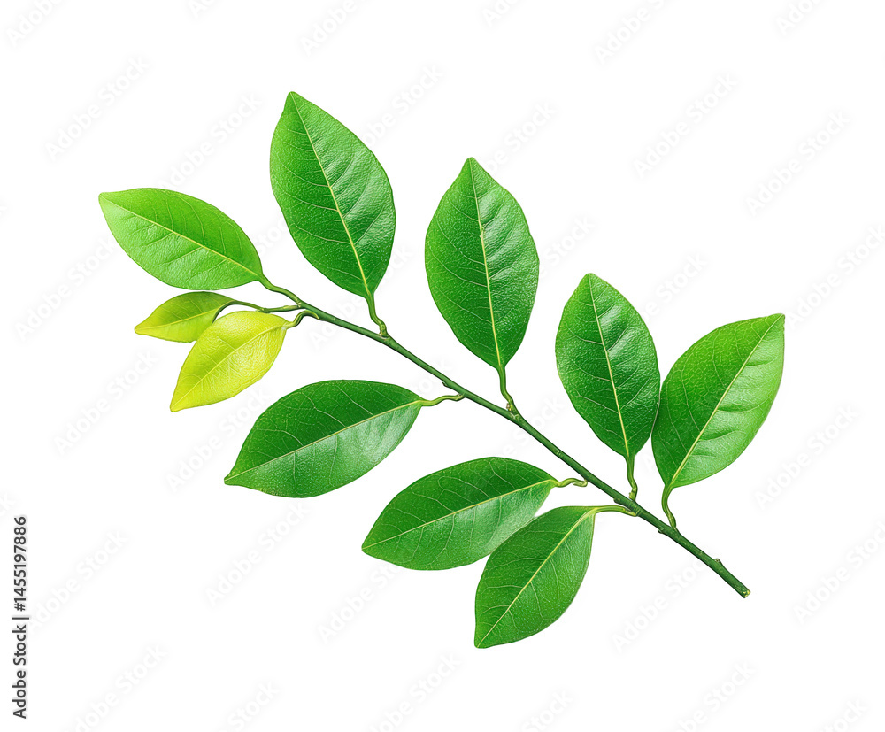 Bright green leaves on a branch showcasing vibrant hues and natural beauty, ideal for garden themes and organic designs Bright green leaves on a branch showcasing vibrant hues and natural beauty, ideal for garden themes and organic designs