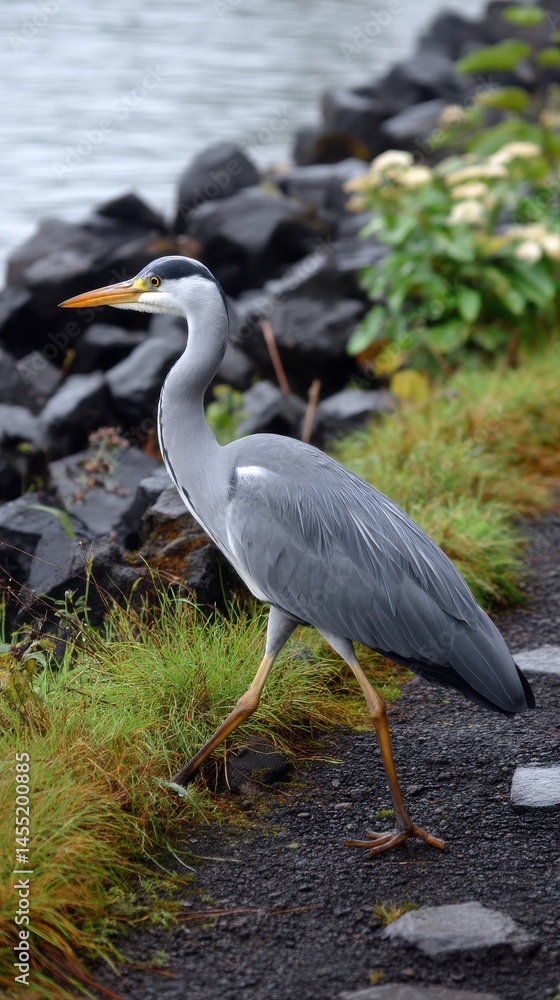 Fototapeta premium Elegant grey heron walking near the waterside of a lake with dark rocks and wet grass in natural environmental conditions.