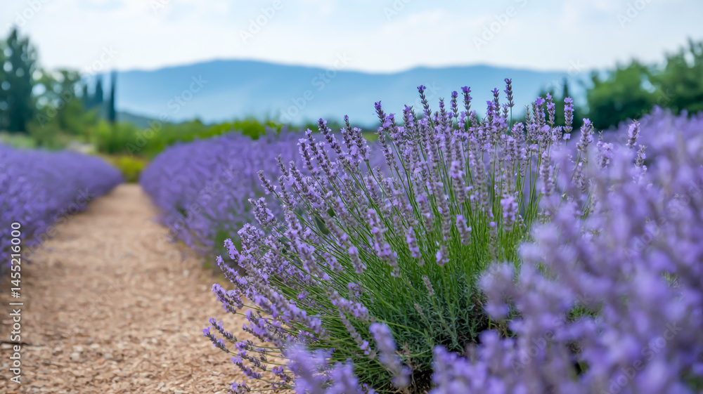Obraz premium Aromatic Lavender Bushes in Full Bloom on a Clear Summer Day