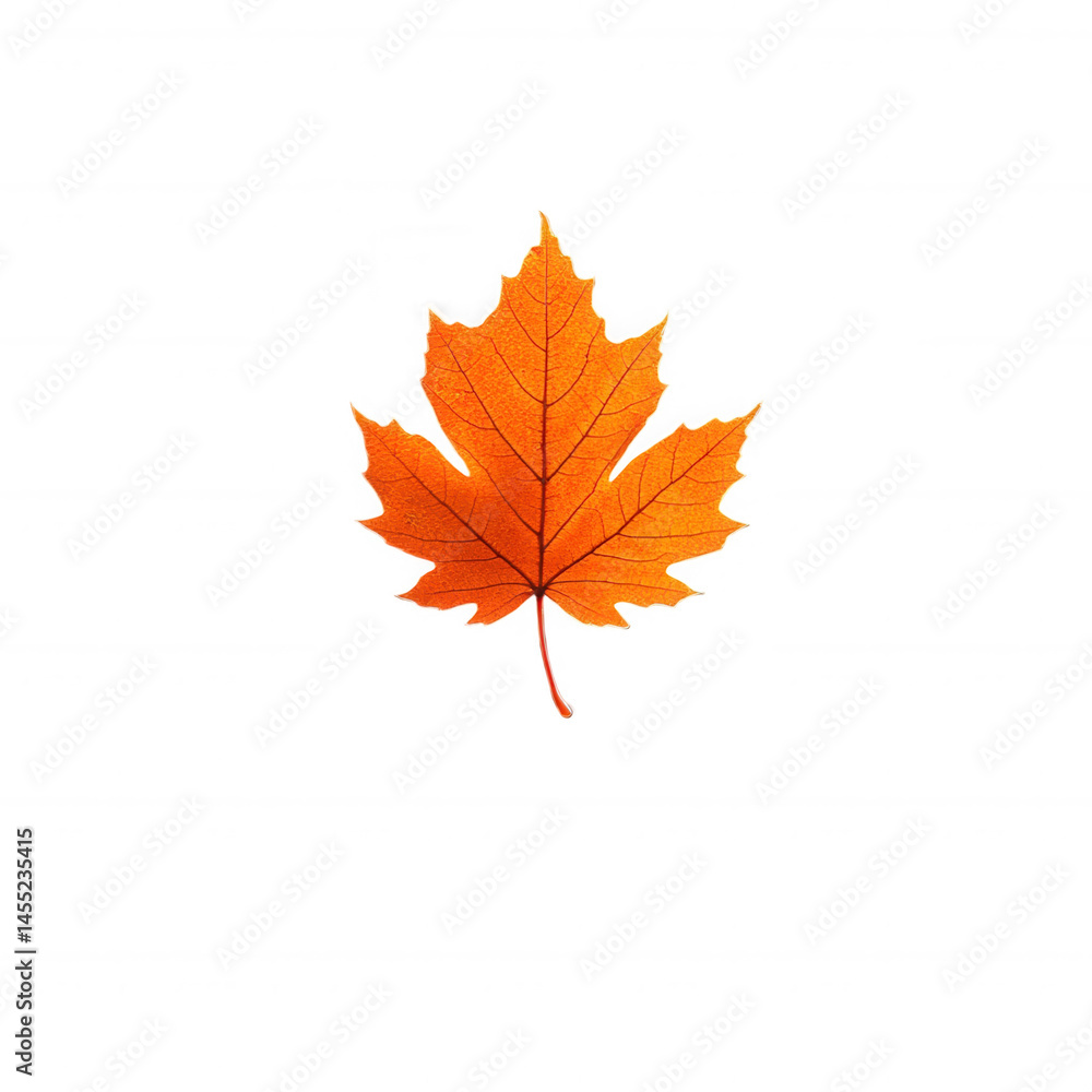 Isolated orange maple leaf autumn fall season nature background design on transparent background Isolated orange maple leaf autumn fall season nature background design on transparent background