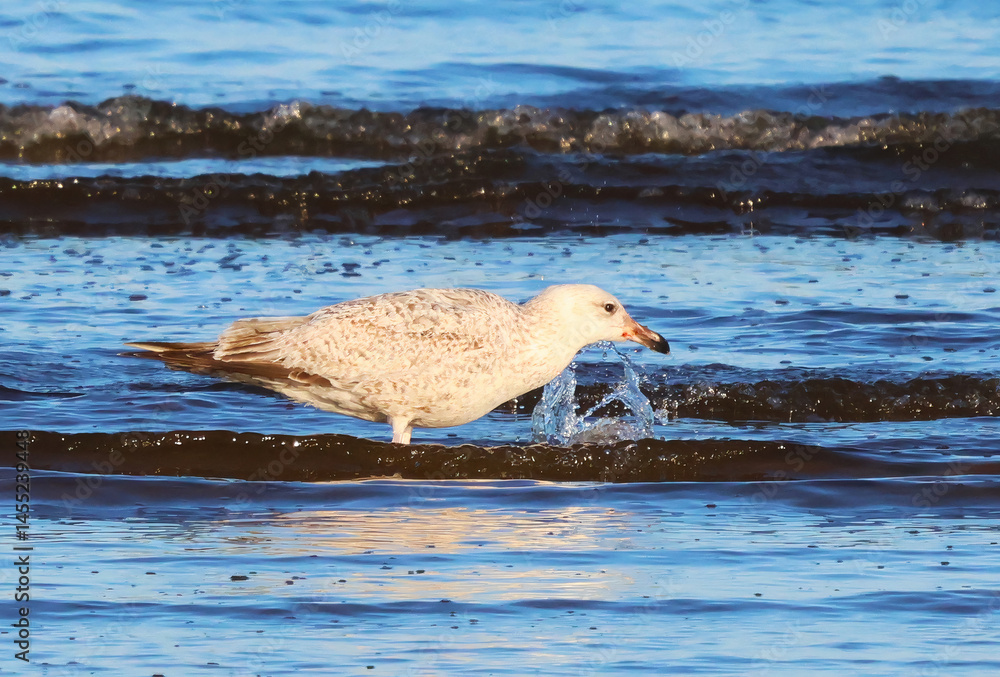 Fototapeta premium seagull bird playing with sea water in the morning sun on the beach