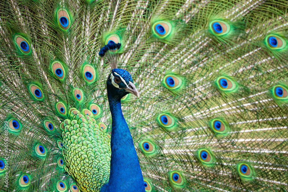 Fototapeta premium a male peacock displaying its feathers