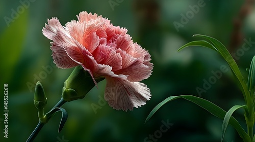 A Delicate Pink Carnation Blooming Against a Soft Pastel Background Evoking Elegant Romantic Floral Aesthetics