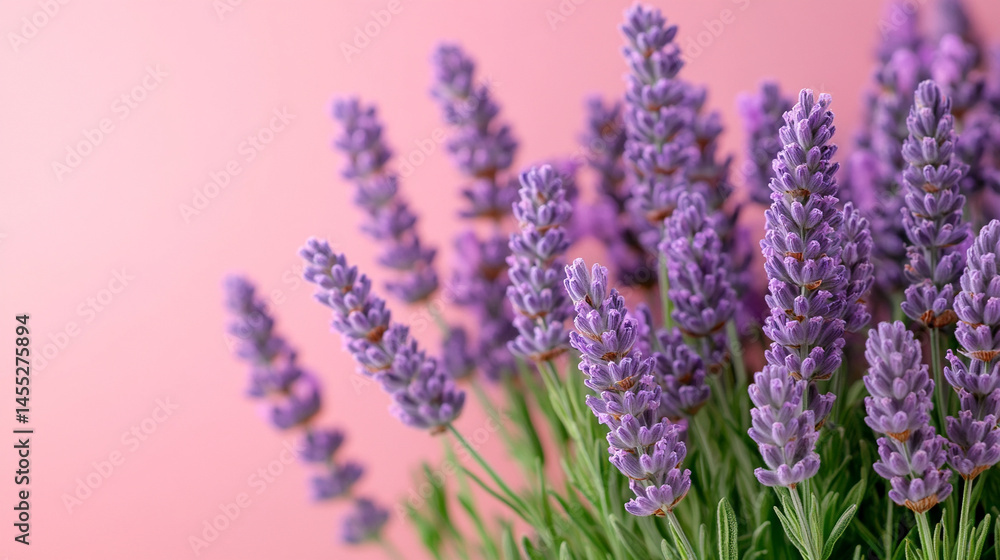 Light lavender-colored background banner evokes calm, elegance, and gentle sophistication, symbolizing serenity, emotional balance, and creativity in minimalistic or wellness-themed visuals.
