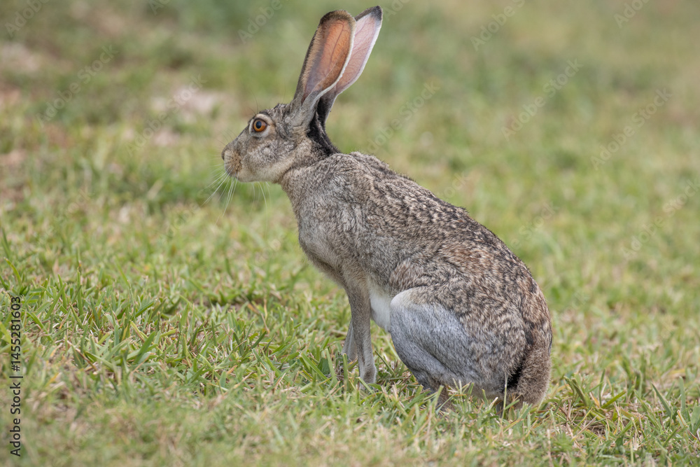 Fototapeta premium Jack rabbit with ears up facing left