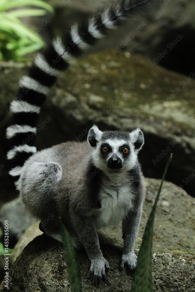 a lemur sitting on a rock looking at the camera a lemur sitting on a rock looking at the camera