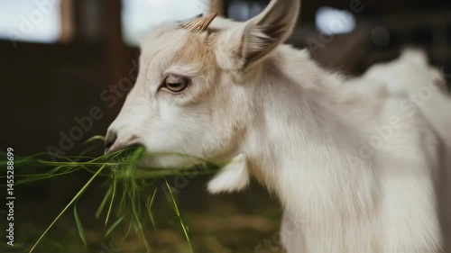 Young white goat eating fresh grass in barn. Cute farm animal chewing green fodder. Livestock feeding, sustainable agriculture, and dairy farming concept