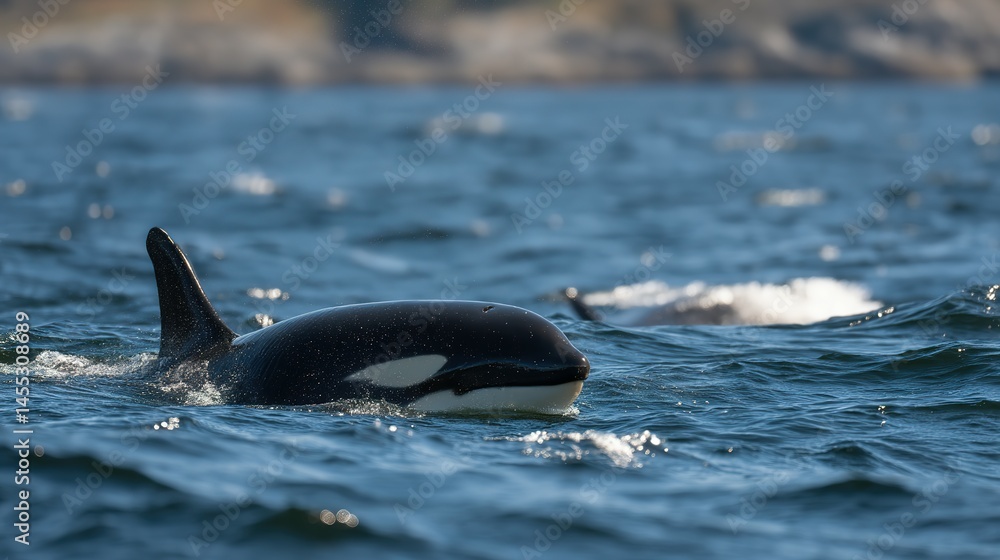 Fototapeta premium Majestic orca swimming in the ocean waves.